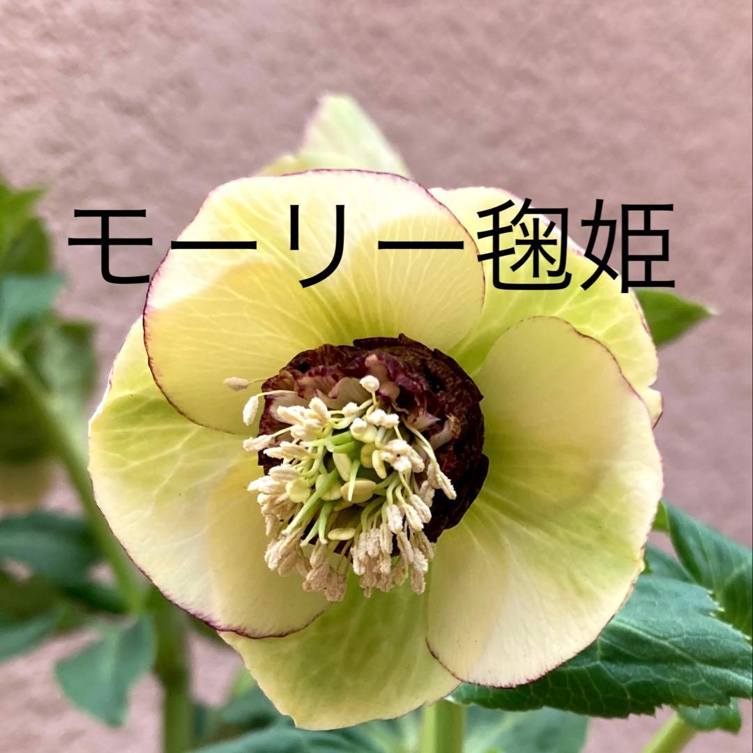 クリスマスローズ開花株 可愛いモーリー毱姫 クリスマスローズ開花株 SDモーリー毬姫 445 現品限り : 金井園芸