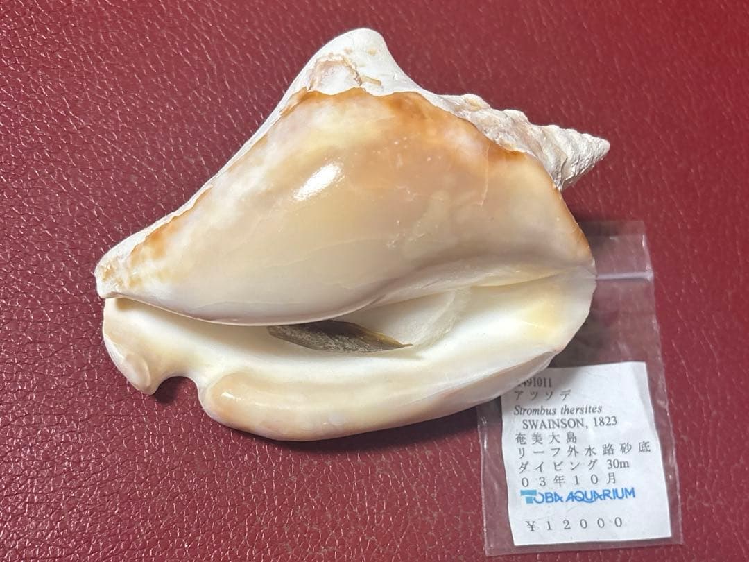 (希少)アツソデガイ　蓋付き　貝殻 楽天市場】巻貝 貝殻 青緑 白 ブルーグリーン系 ホワイト系 海 マリン