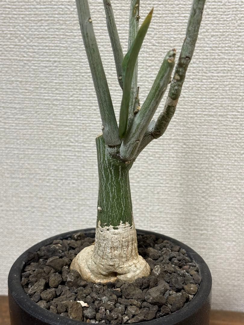 アデニア ペチュエリー 挿し木発根済み株 - メルカリ