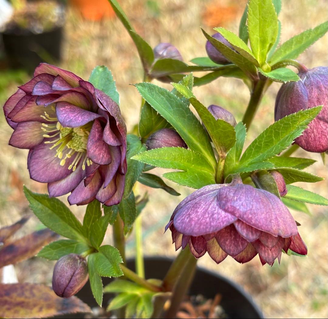 広瀬園芸 クリスマスローズ ダブル 開花株 - メルカリ