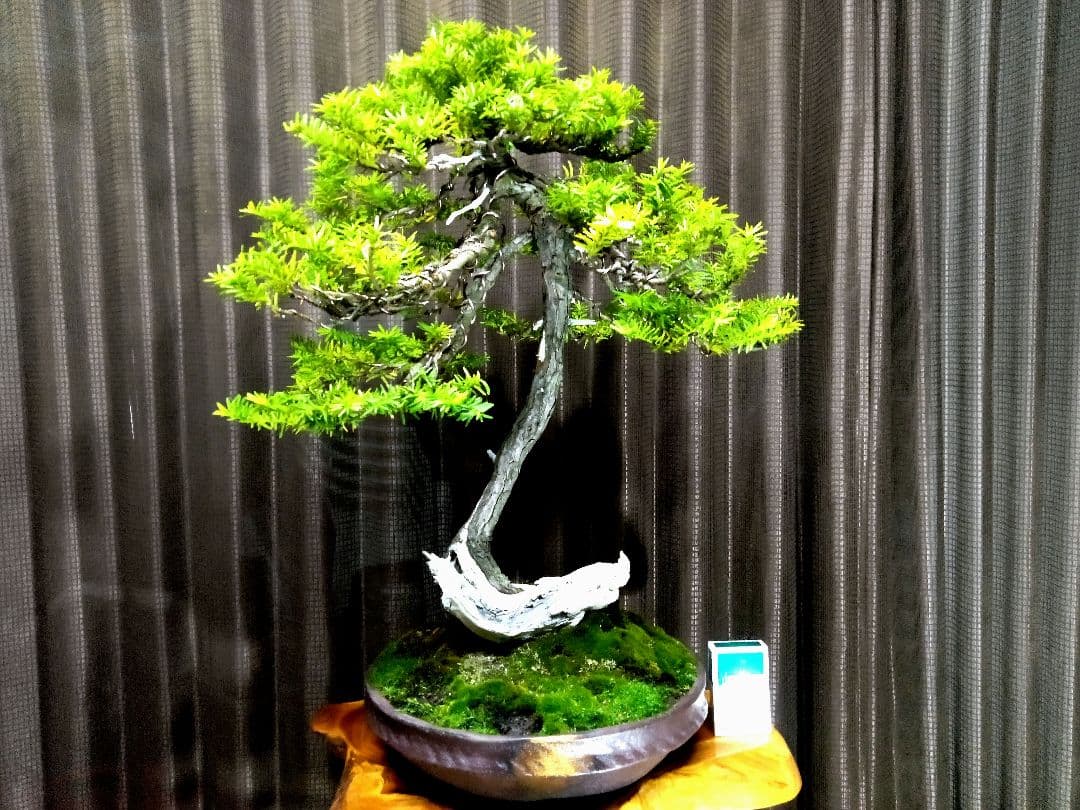 大品 山採り 一位盆栽】 ⭕足元に注目❗ 真柏… - メルカリ