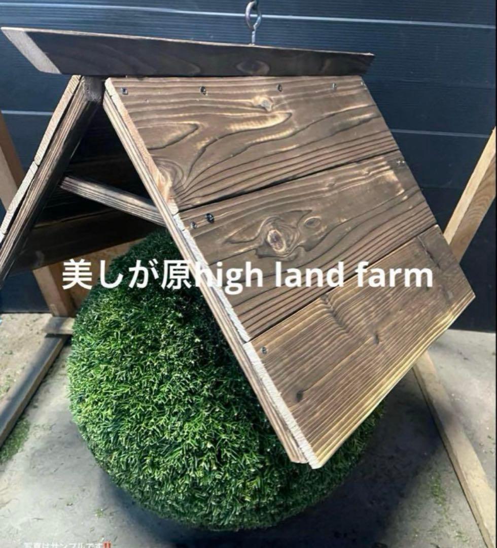 杉玉　約３０センチ‼️縁起物　丸くて幸せ　家族円満♪ 金沢の縁起物】割ると中から菓子が溢れる、『諸江屋』の「久寿玉