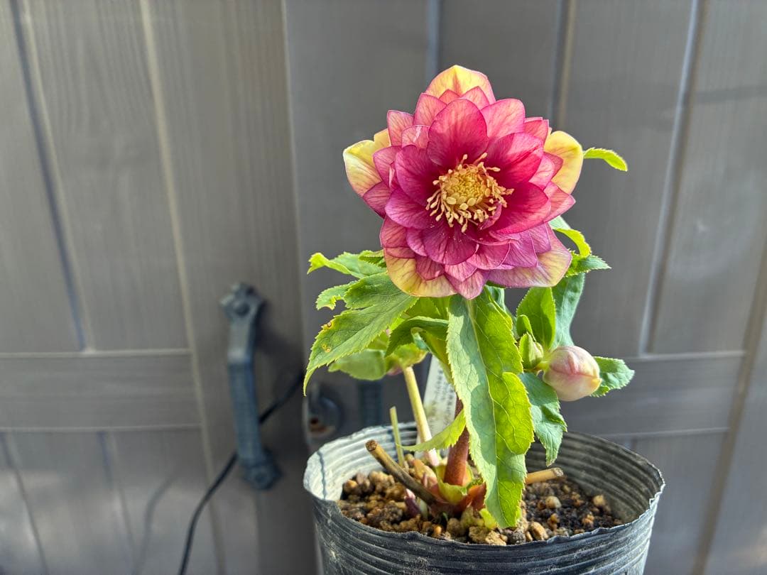 アオサ♡DDレッドゴールド白抜け　整形花