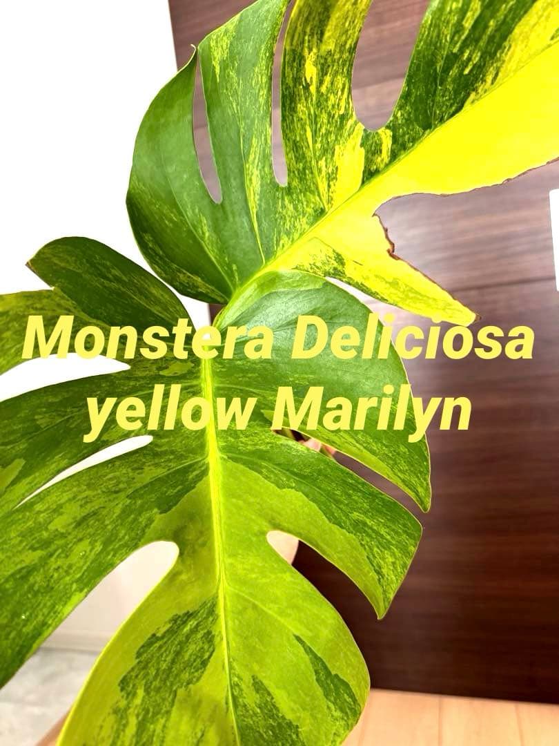 超希少】モンステラ デリシオーサ イエローマリリン 茎 葉っぱ付き