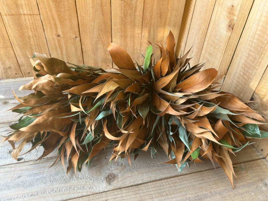 Shi-u☘️クローバー様✨人気花材❗️【⭐️】50本 グレビリアゴールド　ドライ ドライフラワー］グレビレアゴールド商品ページ - 土と風の植物園