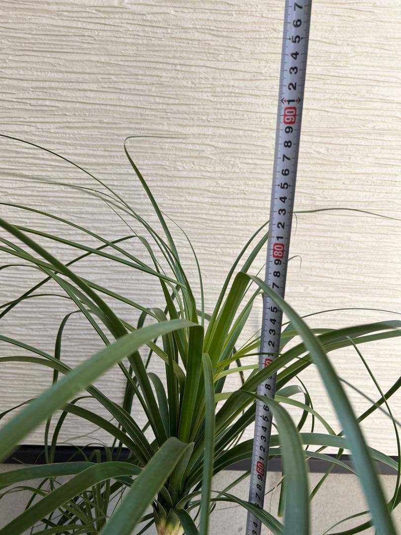 年始セール】ボーカルネア・レクルバータ / ノリナ トックリラン 大株 希少