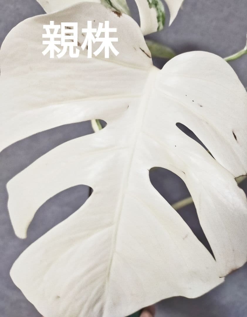 極美斑入りモンステラ トップ茎 ホワイトタイガー ボルシギアナ D5
