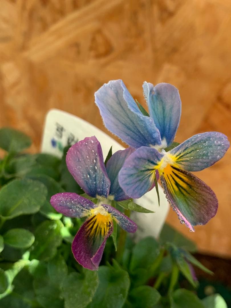 R*U様 すみれ図鑑　1苗　no I