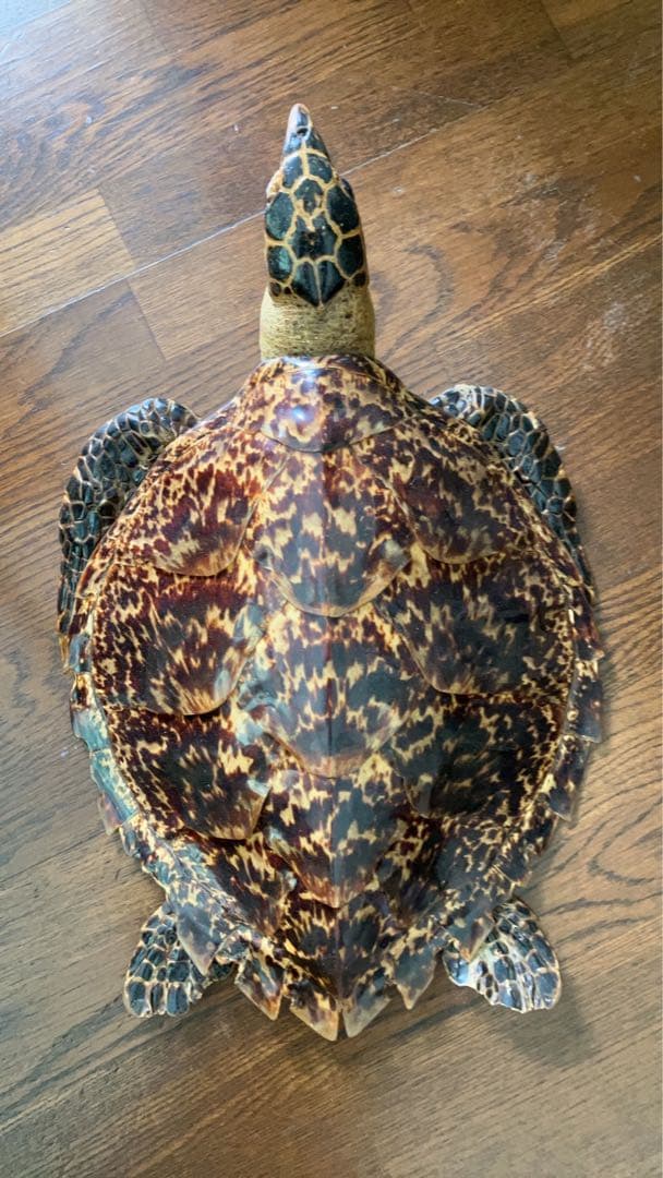 タイマイ ウミガメ剥製 国際希少野生動植物種登録票有 - メルカリ