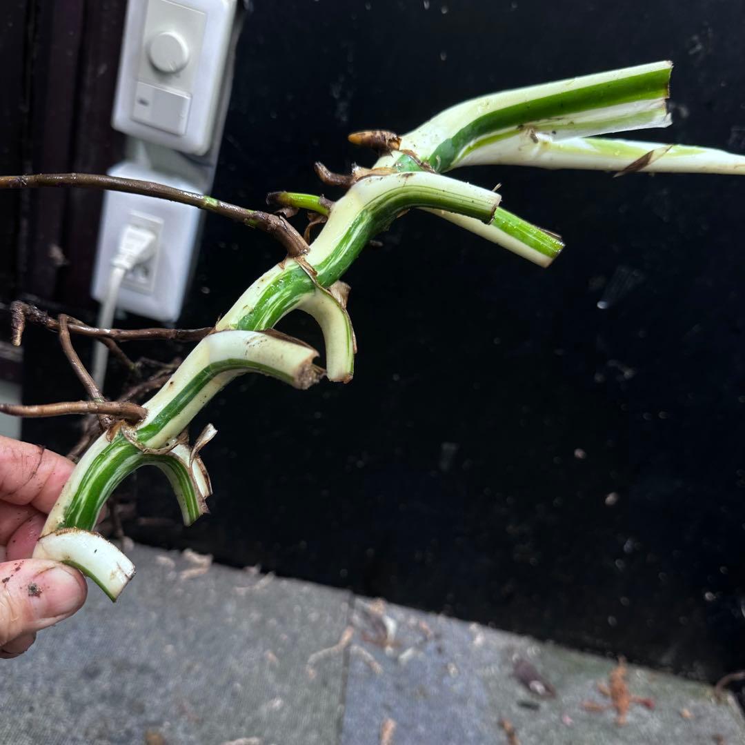 斑入りモンステラホワイトタイガー茎9株おまとめ 斑入りモンステラ