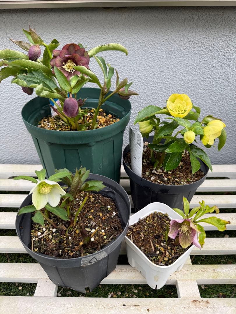 クリスマスローズ 4株セット - メルカリ