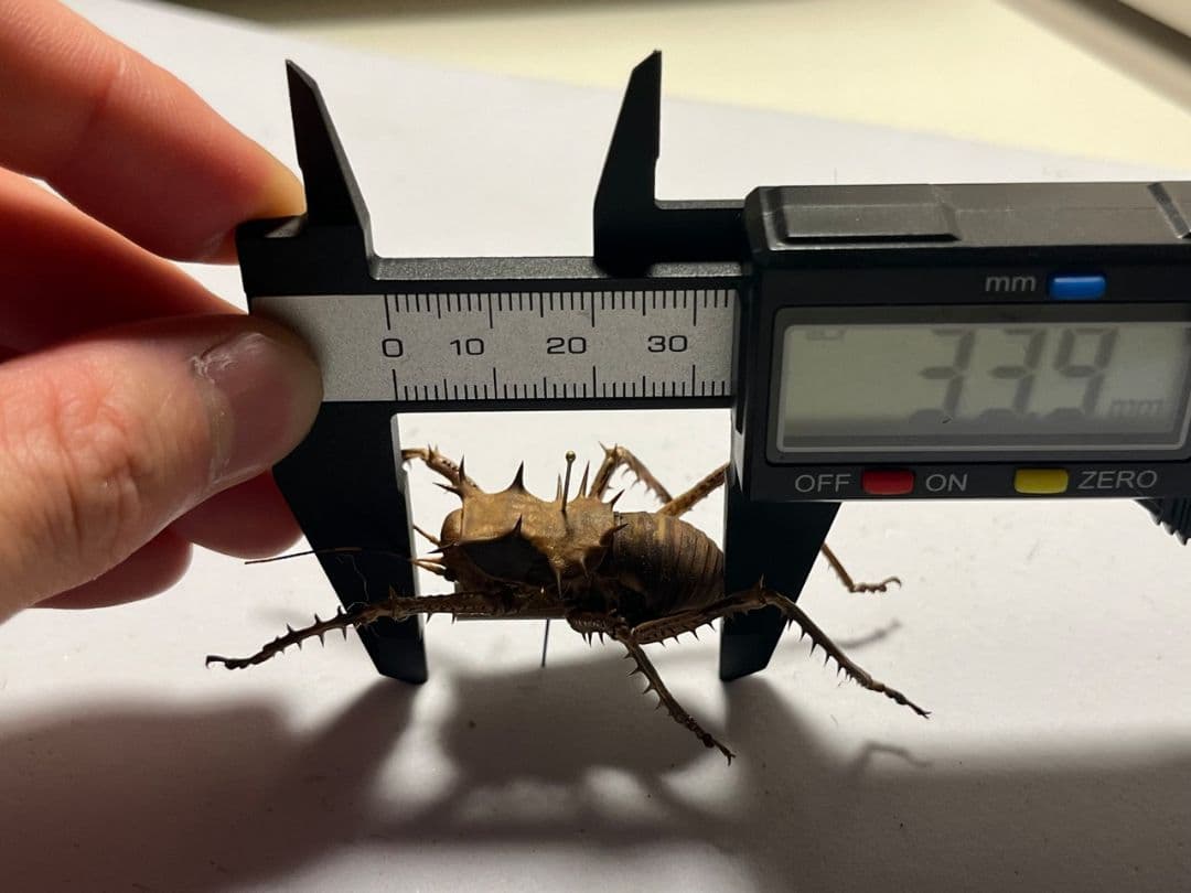 33mm】アーマードクリケット 武装コオロギ ドラゴンヘッドコオロギ昆虫