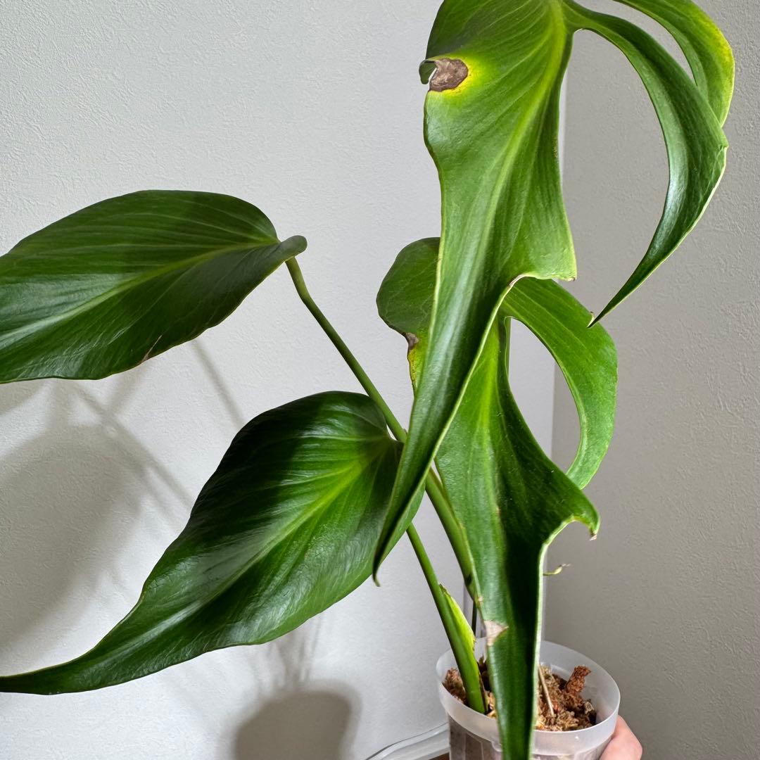 ひょっこ様 リクエスト 2点 まとめ商品 ひよっこ様 リクエスト 2点 まとめ商品 - メルカリ