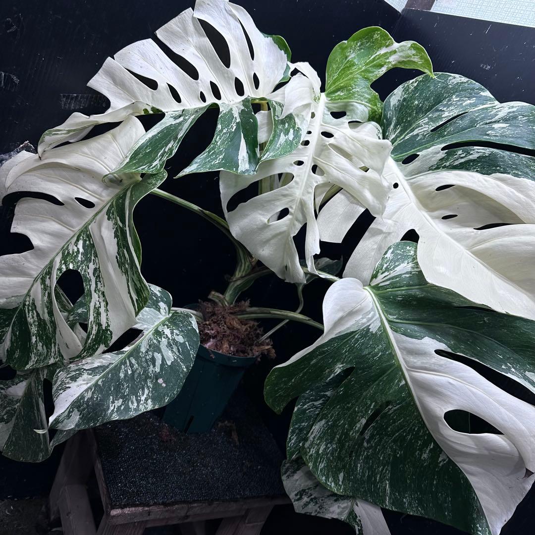 斑入りモンステラ ホワイトタイガー極美大株54cm白斑多 - メルカリ