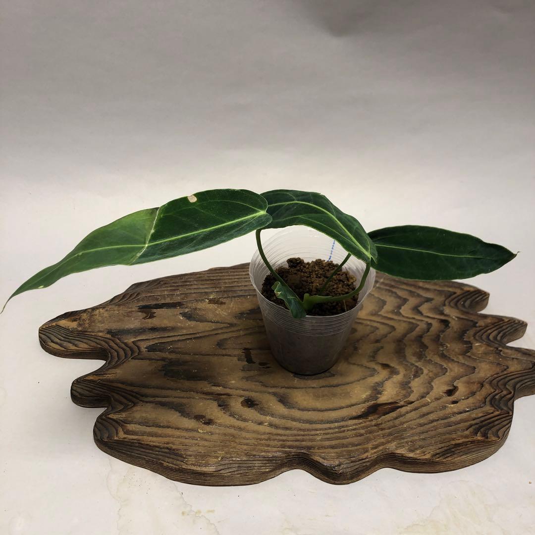 MS507アンスリウム・ワロクアナム 5株セット - メルカリ