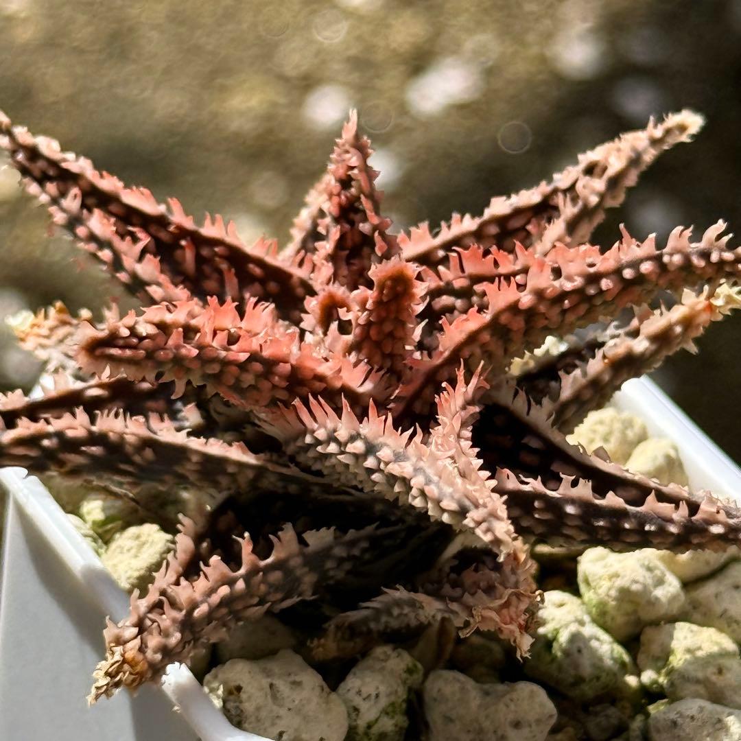 アロエ ハイブリッド aloe hybrid 1 - メルカリ