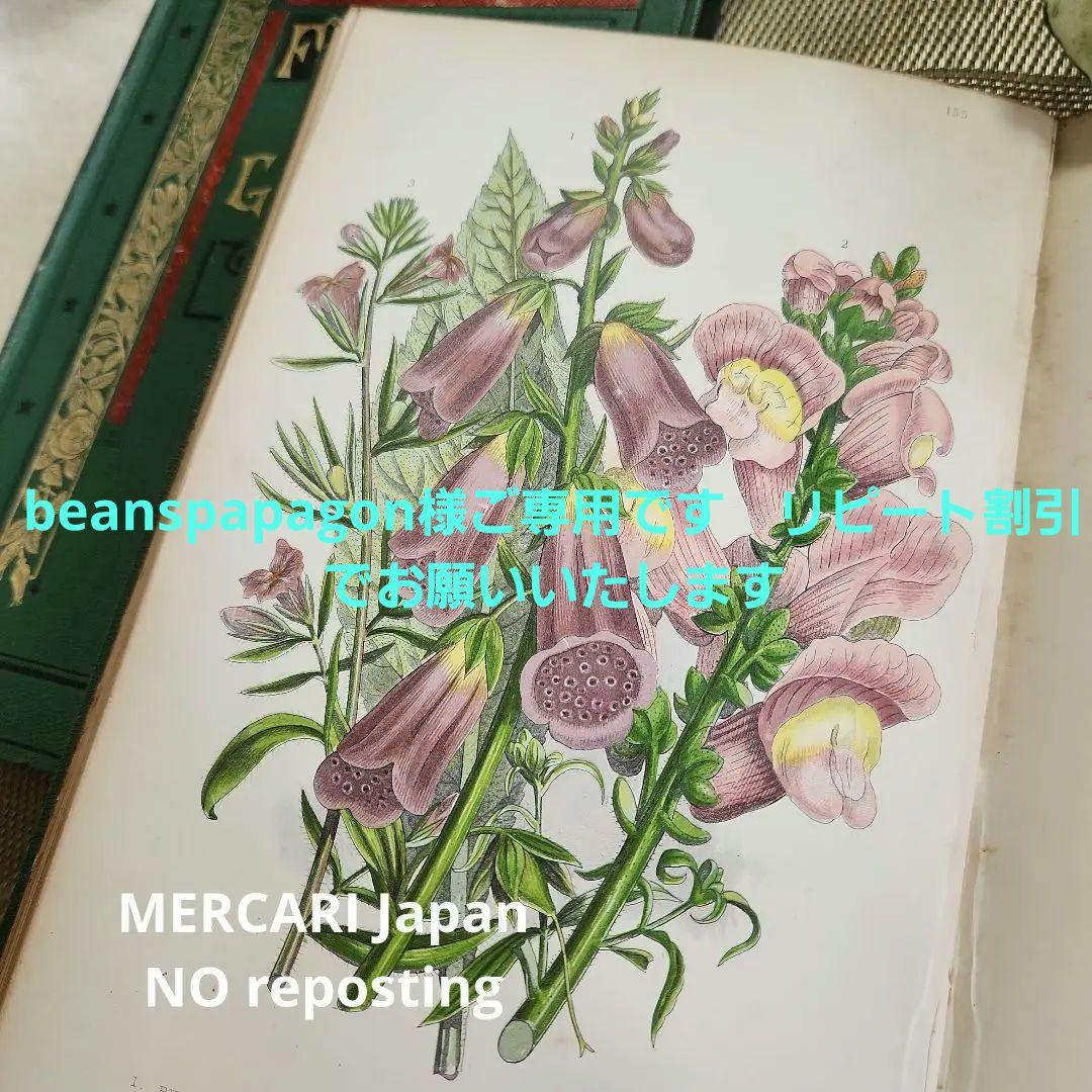 植物図鑑 洋書 ボタニカルアート アンティーク リトグラフ イギリス