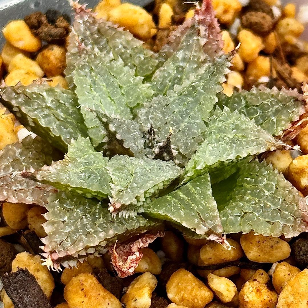 ふ*み様 バブルコレクタ 超美株 ハオルチア 観葉植物 オークション D12