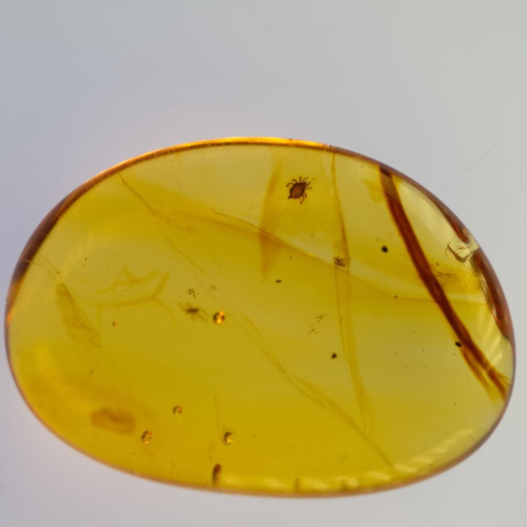 LA135 虫入り琥珀化石 ミャンマー カムティかタナイ産 9900万年前