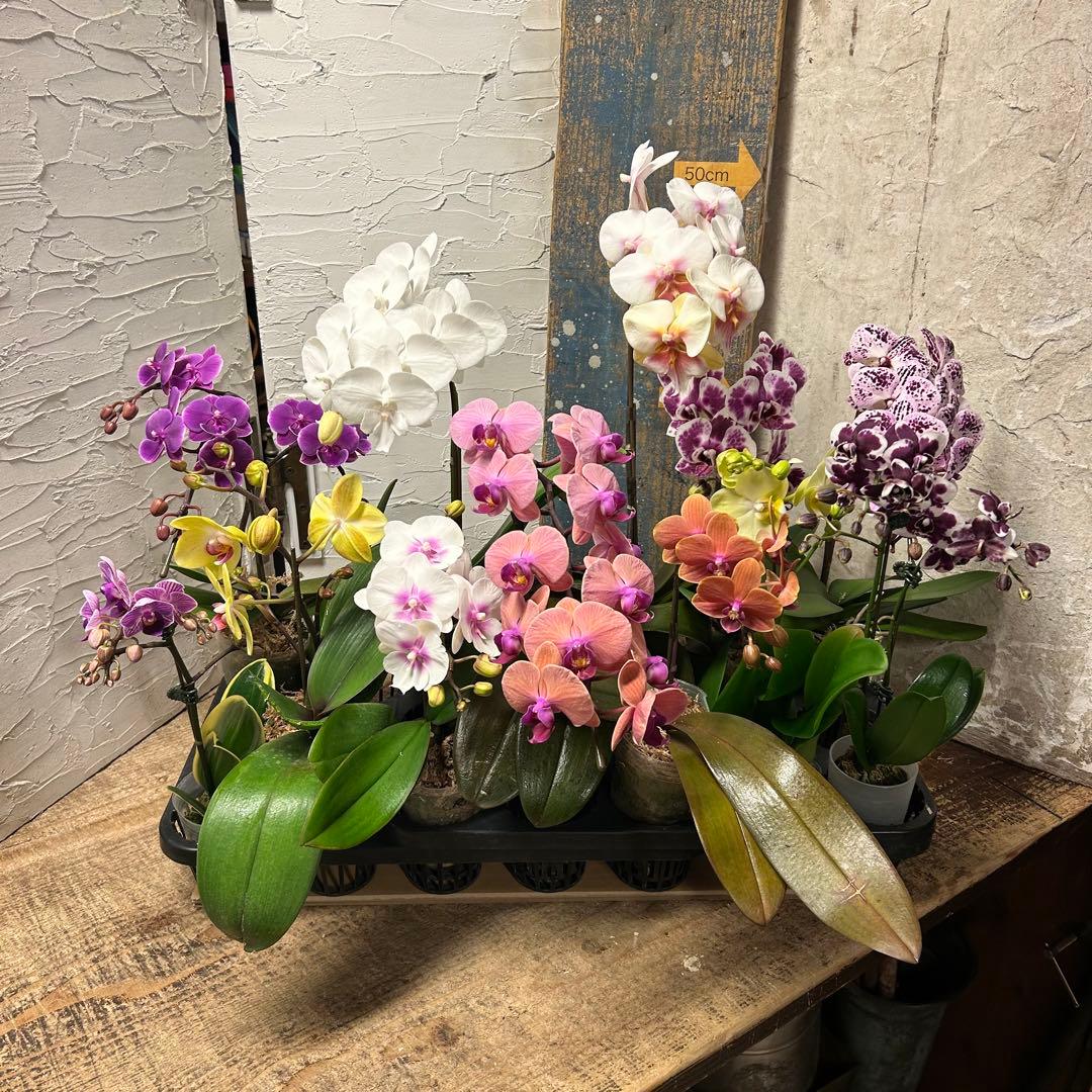 特選】 胡蝶蘭 12種12ポット 個性派アソート ファレノプシス - メルカリ