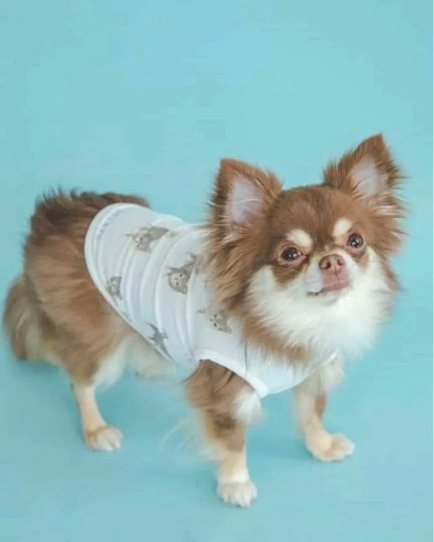 ジェラートピケ チワワ柄COOLプルオーバー S - メルカリ