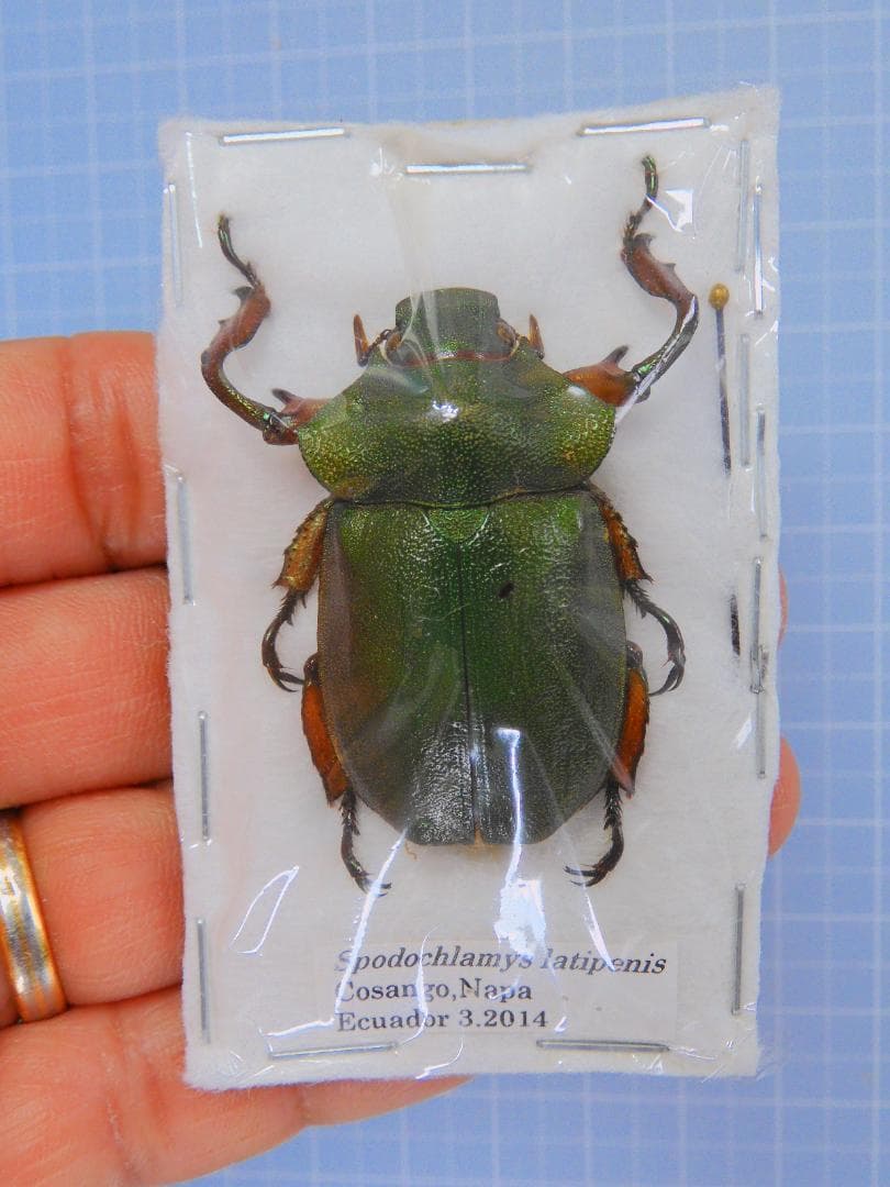 エクアドル産 ラティペニステナガスジコガネ　38mm WD】《ラティペニスツヤクワガタ 57mm ペア》 | KPW公式オンラインショップ