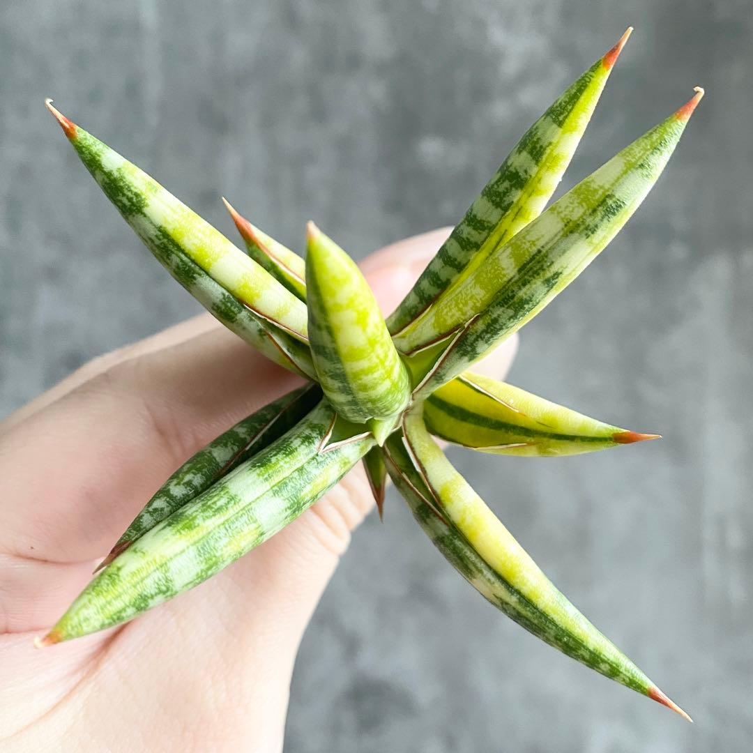 S13039☆オークション☆サンスベリア BELLA BLACK 極上斑入り！ - メルカリ