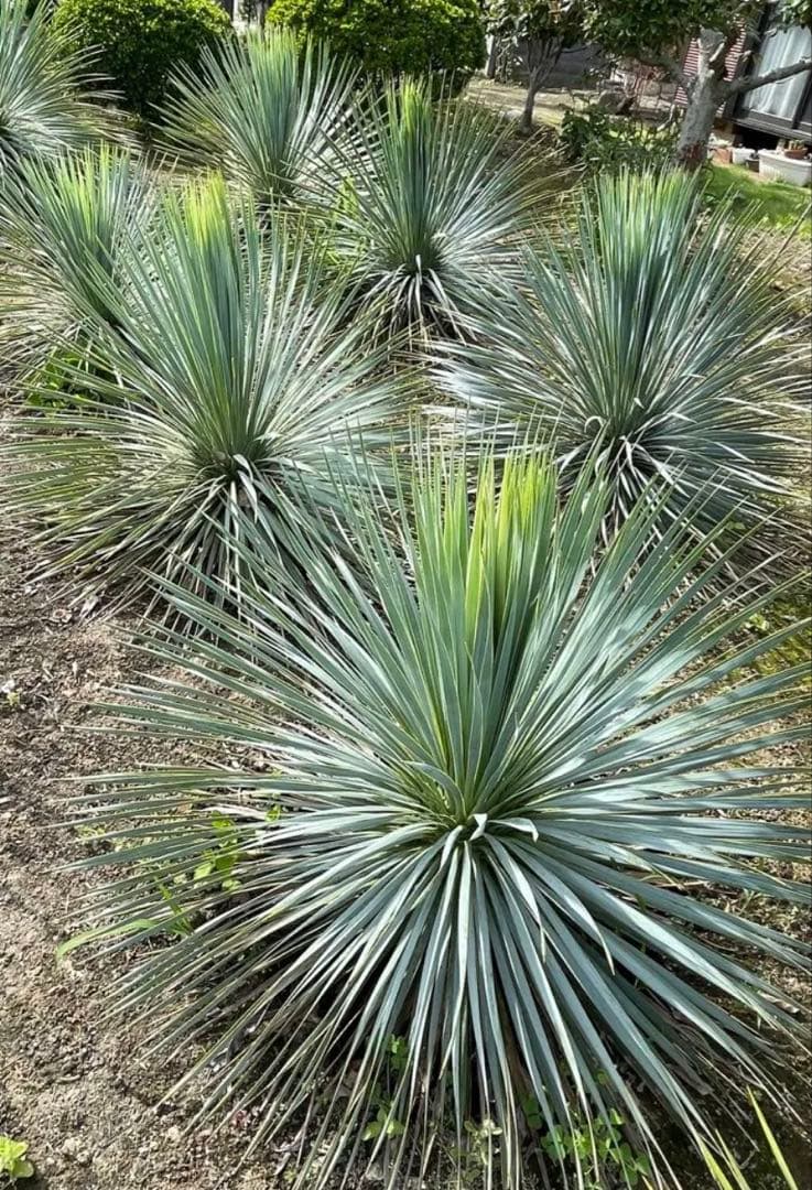 ユッカ ロストラータ おしゃれ 観葉植物：ユッカ ロストラータ*10号 Yucca rostrata : 遊恵