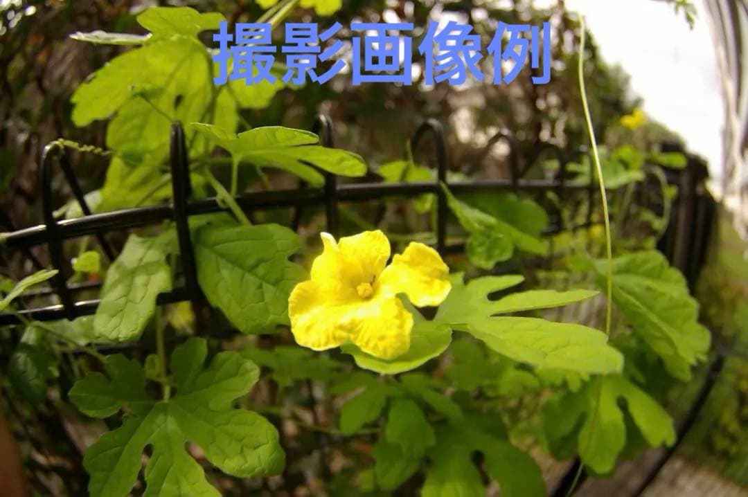 【訳アリ】PENTAX DA FISH-EYE 10-17mm F3.5-4.5