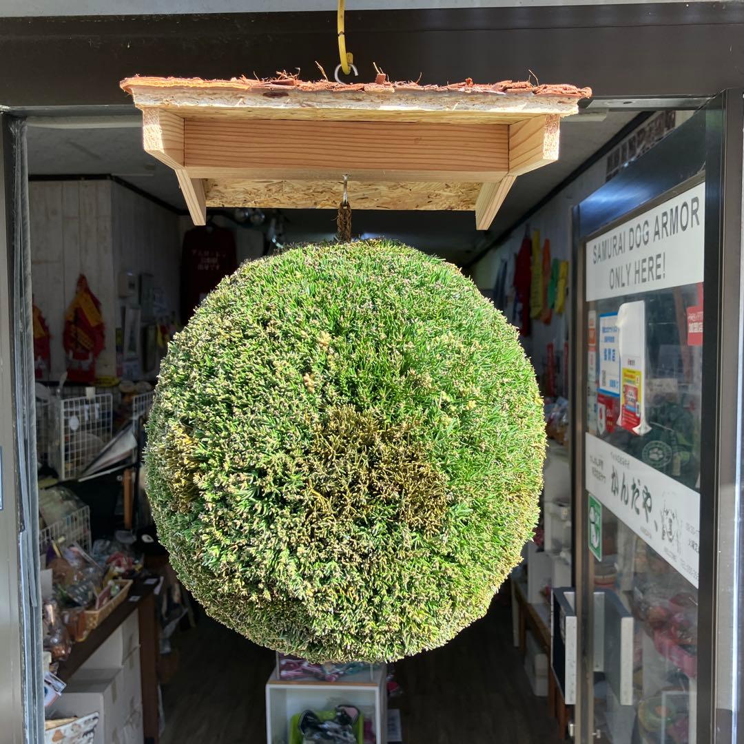 杉玉【屋根付き】④ - メルカリ