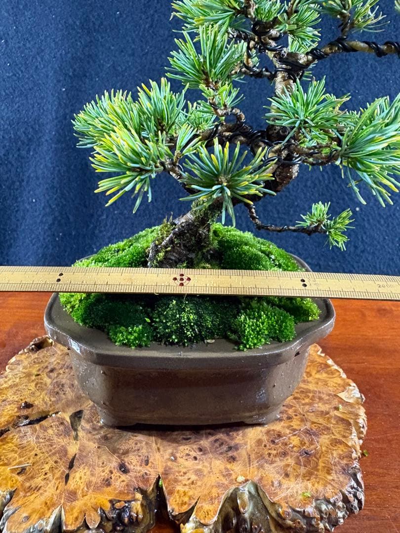 小品盆栽、赤石五葉松、模様懸崖作り 目立った傷や汚れ無し - メルカリ