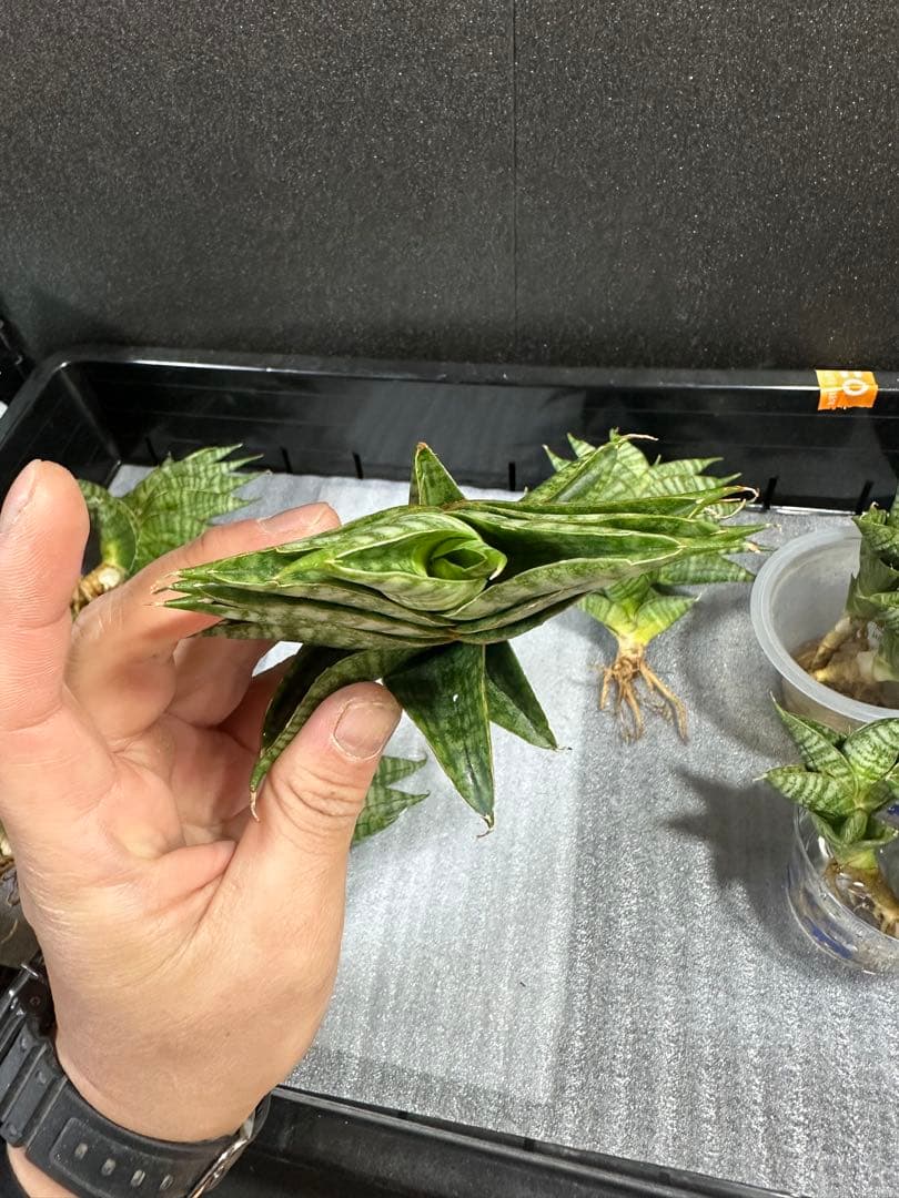 shooting-star様　注文品