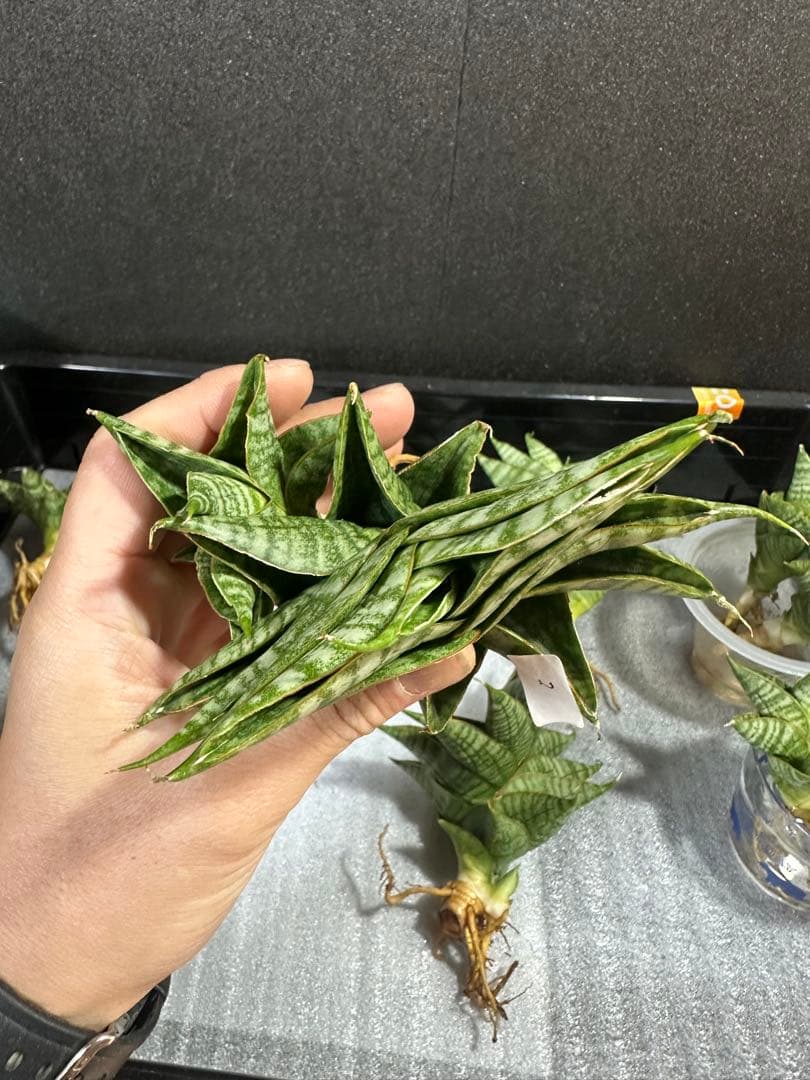 shooting-star様　注文品