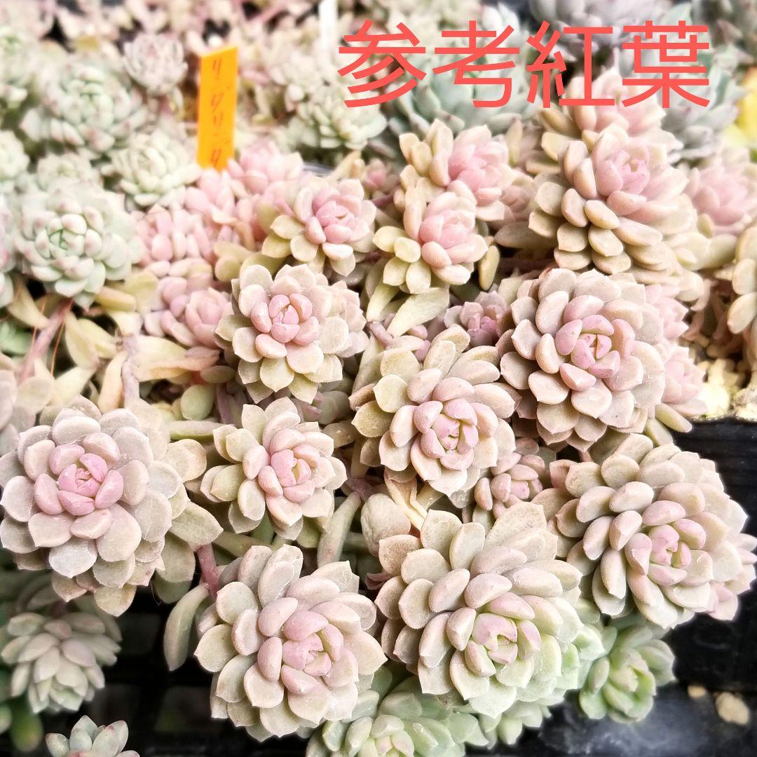 リンダリンダ ③ 抜き苗全て ぼのぼのさん 多肉植物 6cmポット - メルカリ