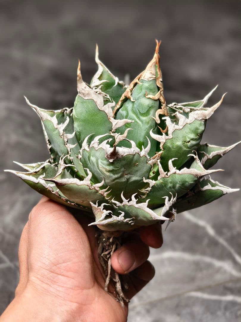 30.SSS特選アガベ・チタノタ・海王 超絶狂棘 大甲蓋 極上絶狂棘 - メルカリ