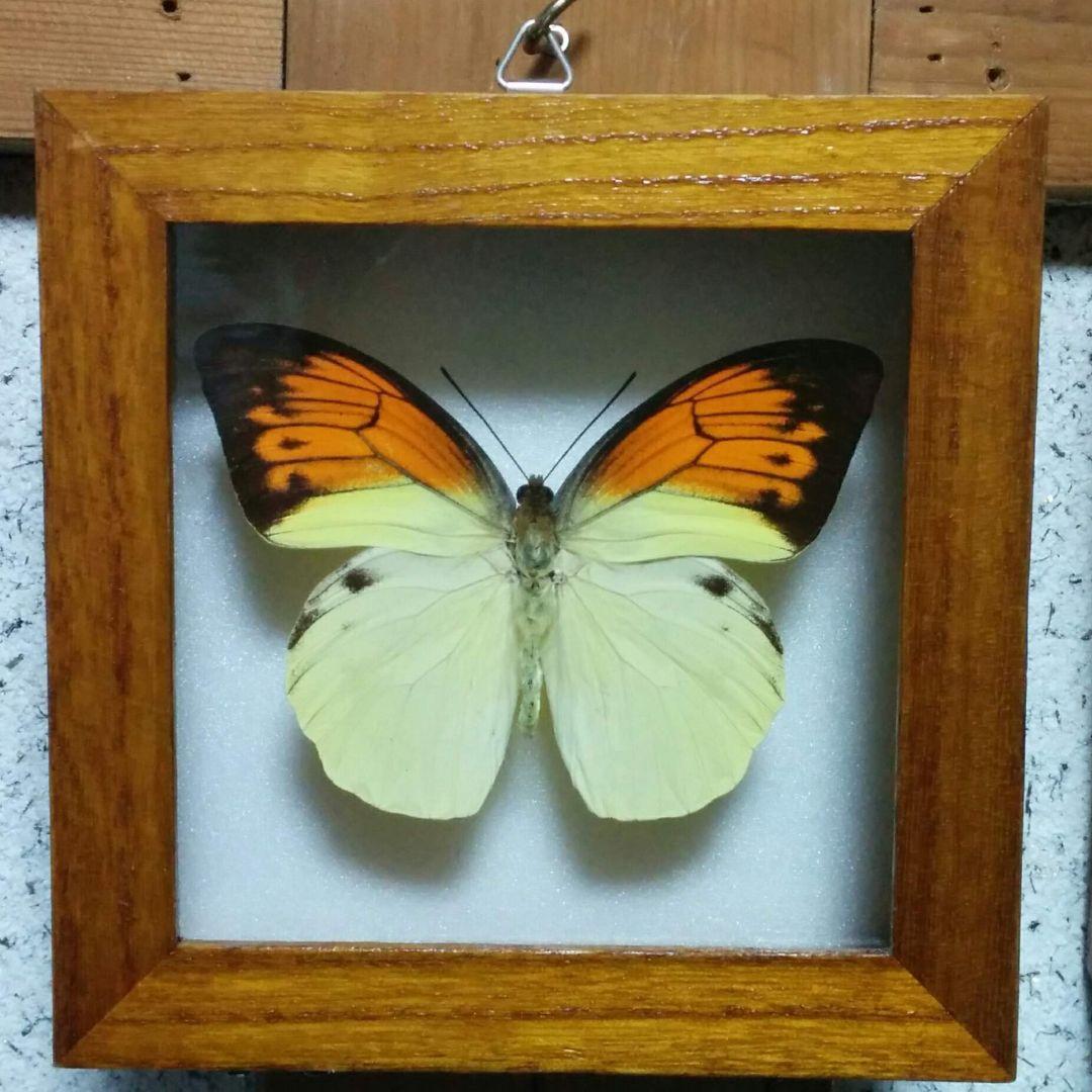 ヒイロツマベニチョウ 蝶 標本 アンティーク調 - メルカリ