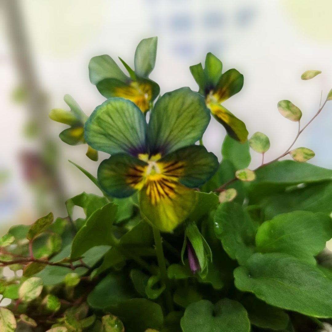 すみれ図鑑 ❤️ 寄植え - メルカリ