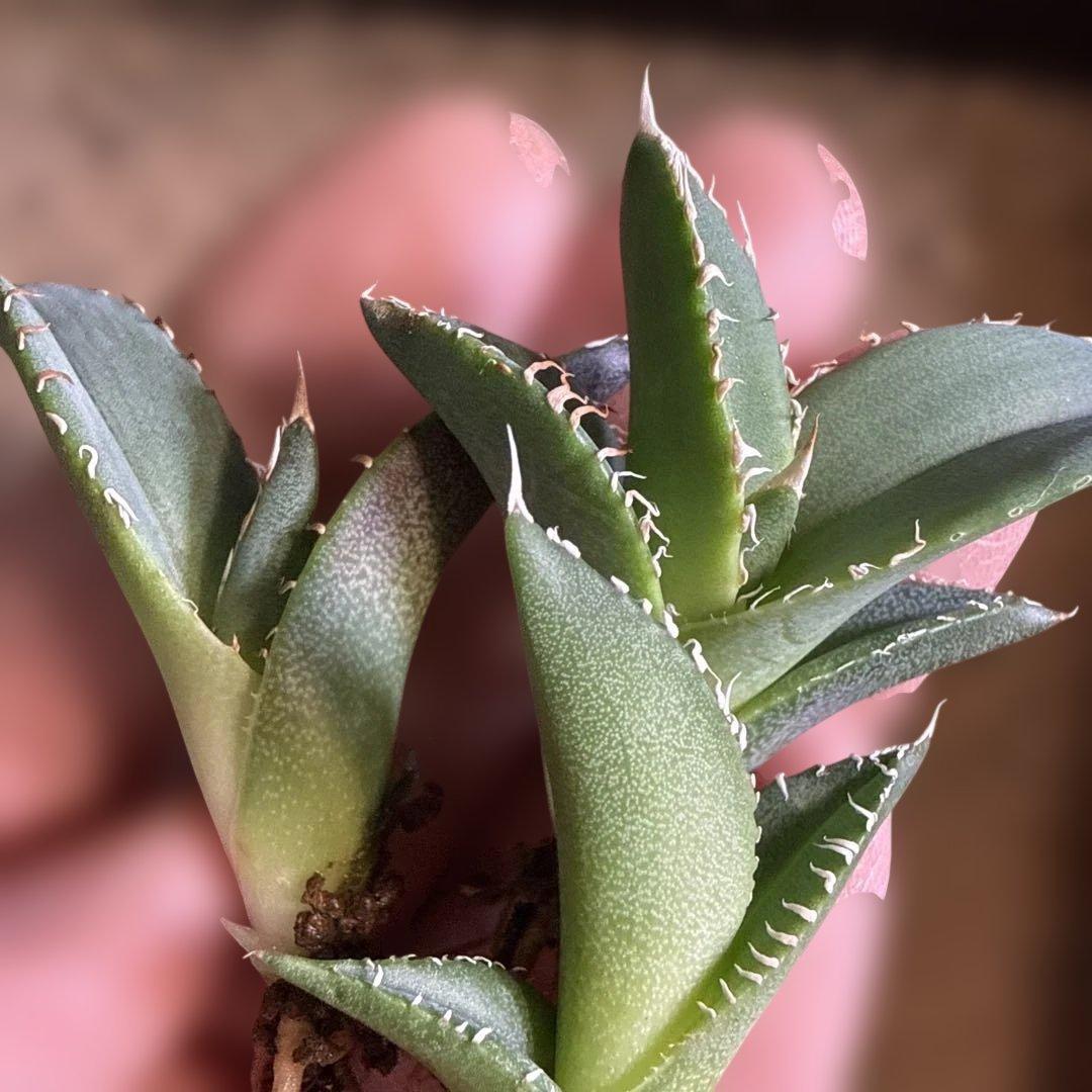 L 3株セット アガベ 青葉 オテロイ実生 選抜 チタノタ オアハカ - メルカリ