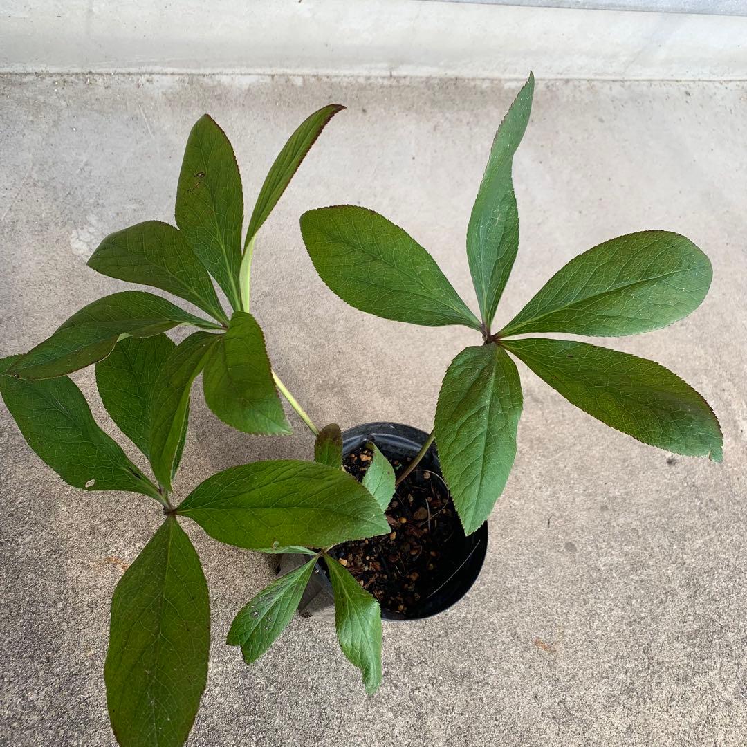 m*み様 クリスマスローズ 株分け苗 パピエ ノワールドゥ 花郷園 - メルカリ