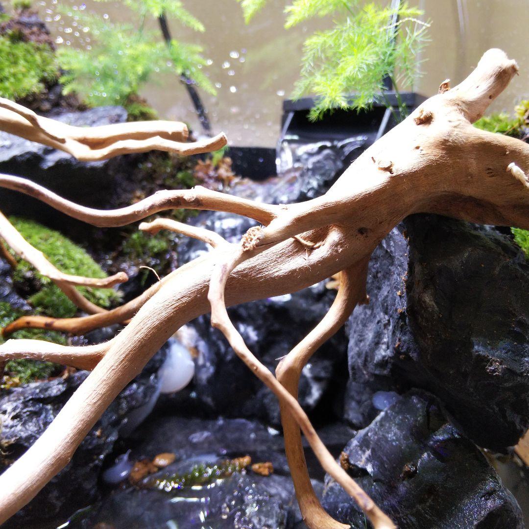 アクアテラリウム完成品 イモリウム 苔テラリウム 滝のあるアクア