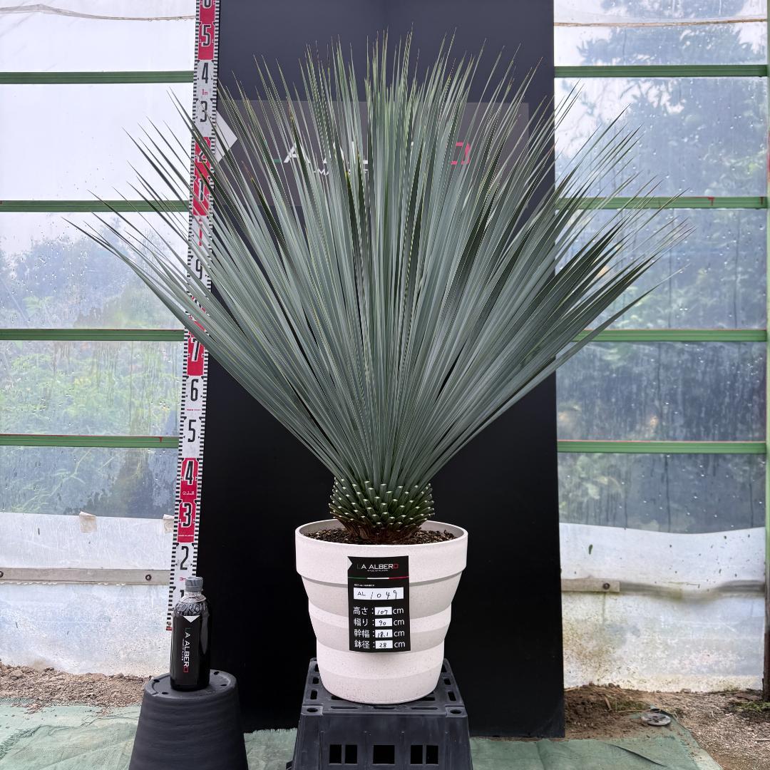 AL1049】ユッカ ロストラータ ランチョブルー 数量限定販売 - メルカリ