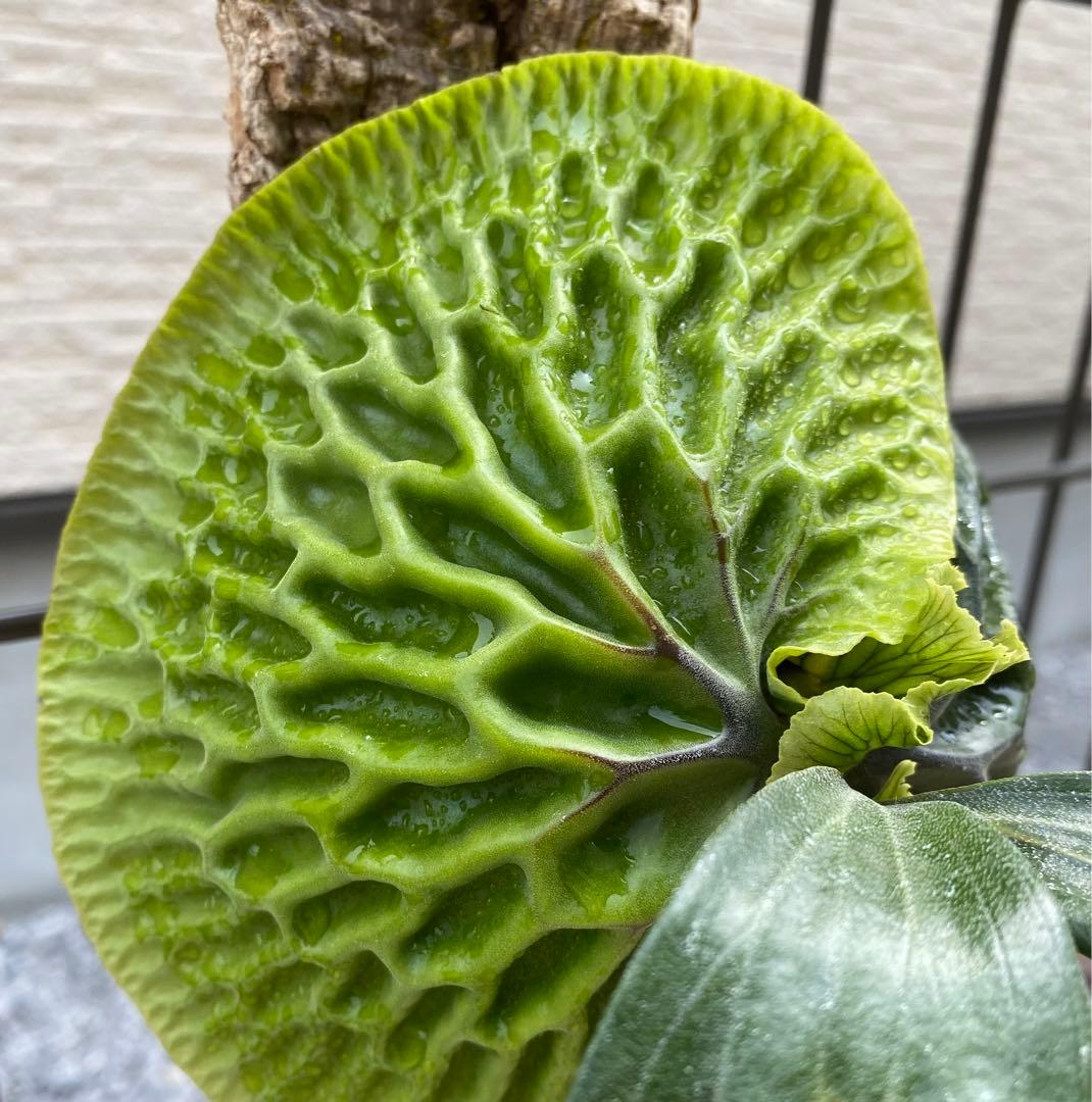 P. Madagascariense マダガスカリエンセ 現地由来株 - メルカリ