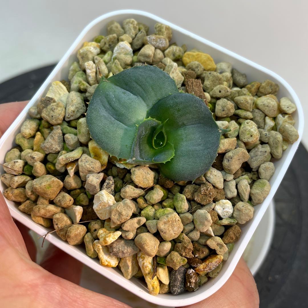 アガベ グアダラハラナ ドワーフ 圓葉瓜達 - メルカリ