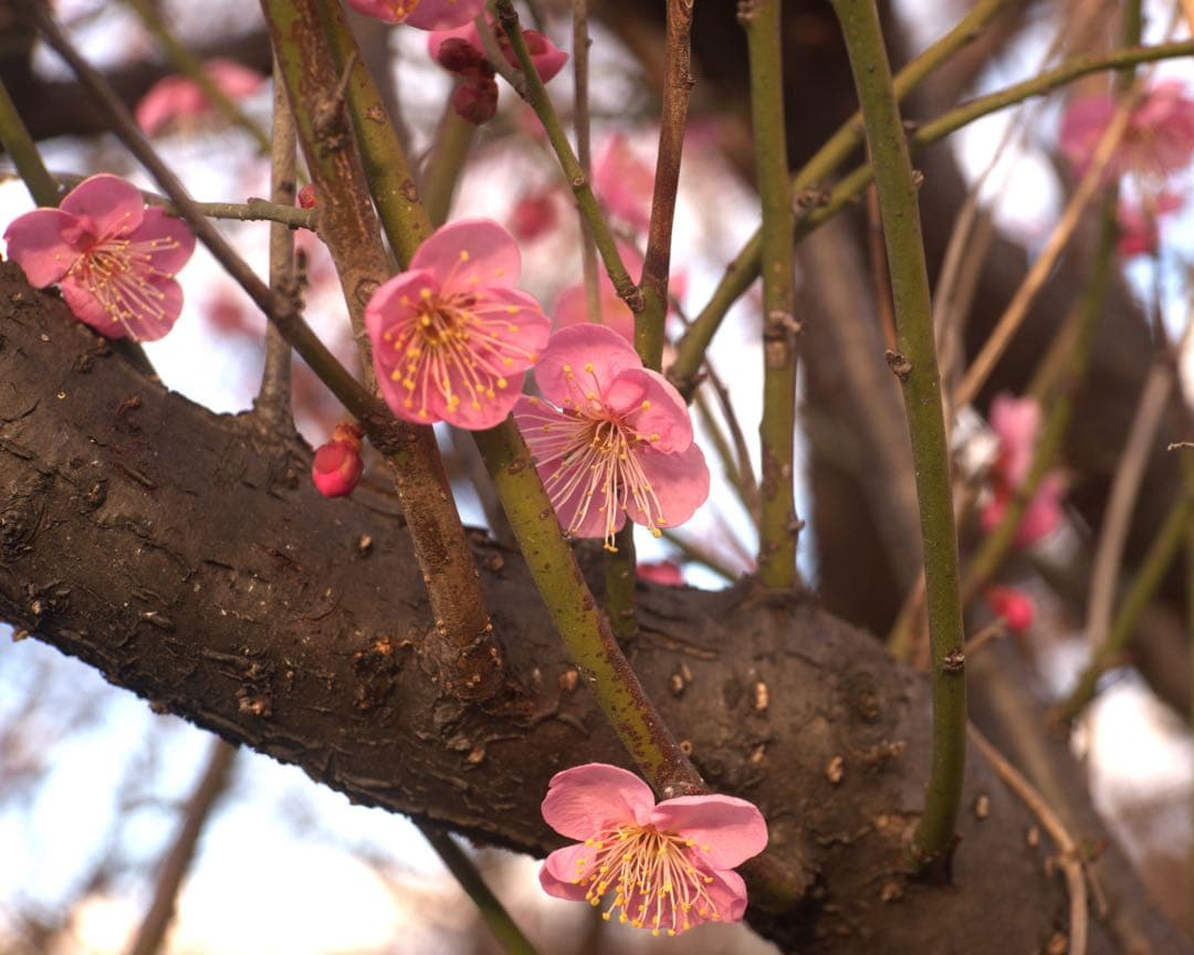 銘レンズFujinon 45mm Fujinon1.8 和製ズミクロン - メルカリ