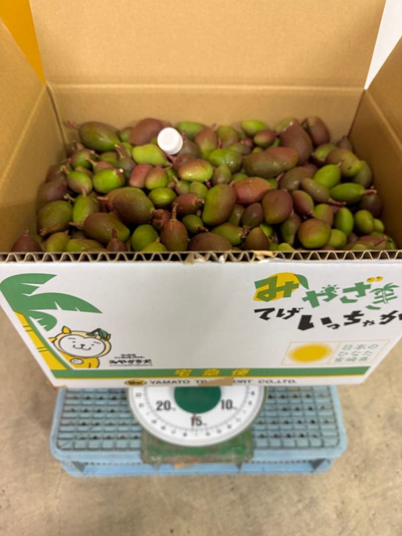 摘果マンゴー 15kg （10~60g） - メルカリ