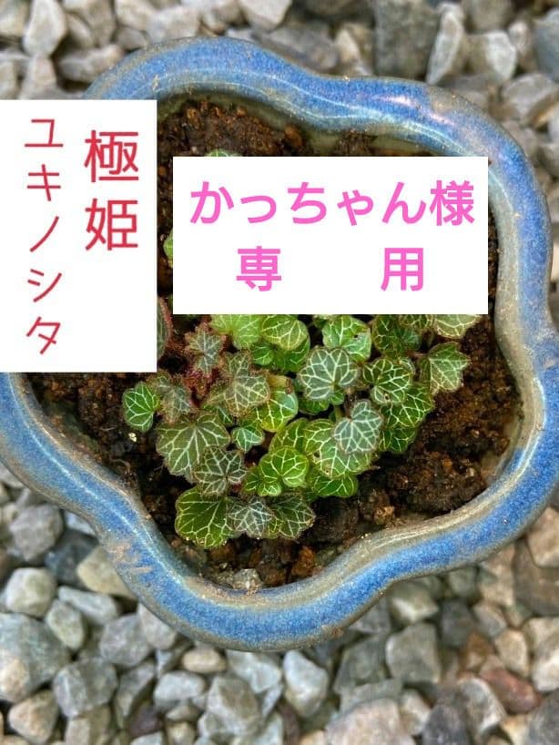 パルダリウム　屋久島　極姫ユキノシタ パルダリウム 屋久島 極姫ユキノシタ極小仕立てNo.4 - メルカリ