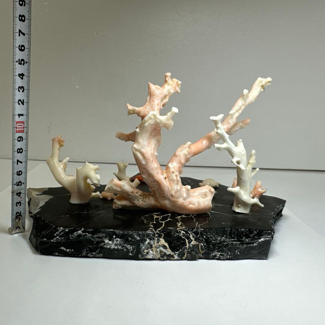 超メルカリ市限定価格 本ぼけ珊瑚 極太原木 赤珊瑚カメ 置物 約291g