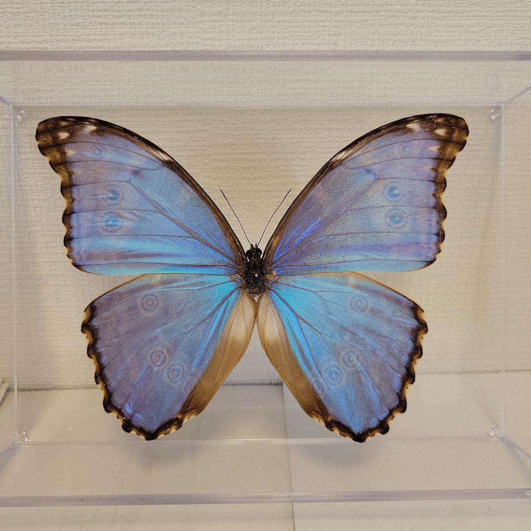 蝶の標本 モルフォの世界(特大)AAA - メルカリ