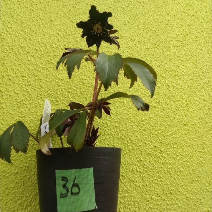 広瀬園芸。ブラックマジック。黒色の多弁花のクリスマスローズ。 NO36