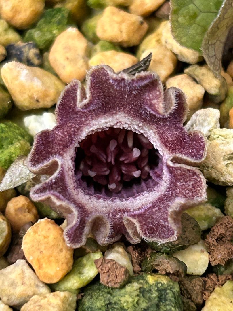 ヒロクチカンアオイ ヒロクチカンアオイ | aoinishikiのブログ